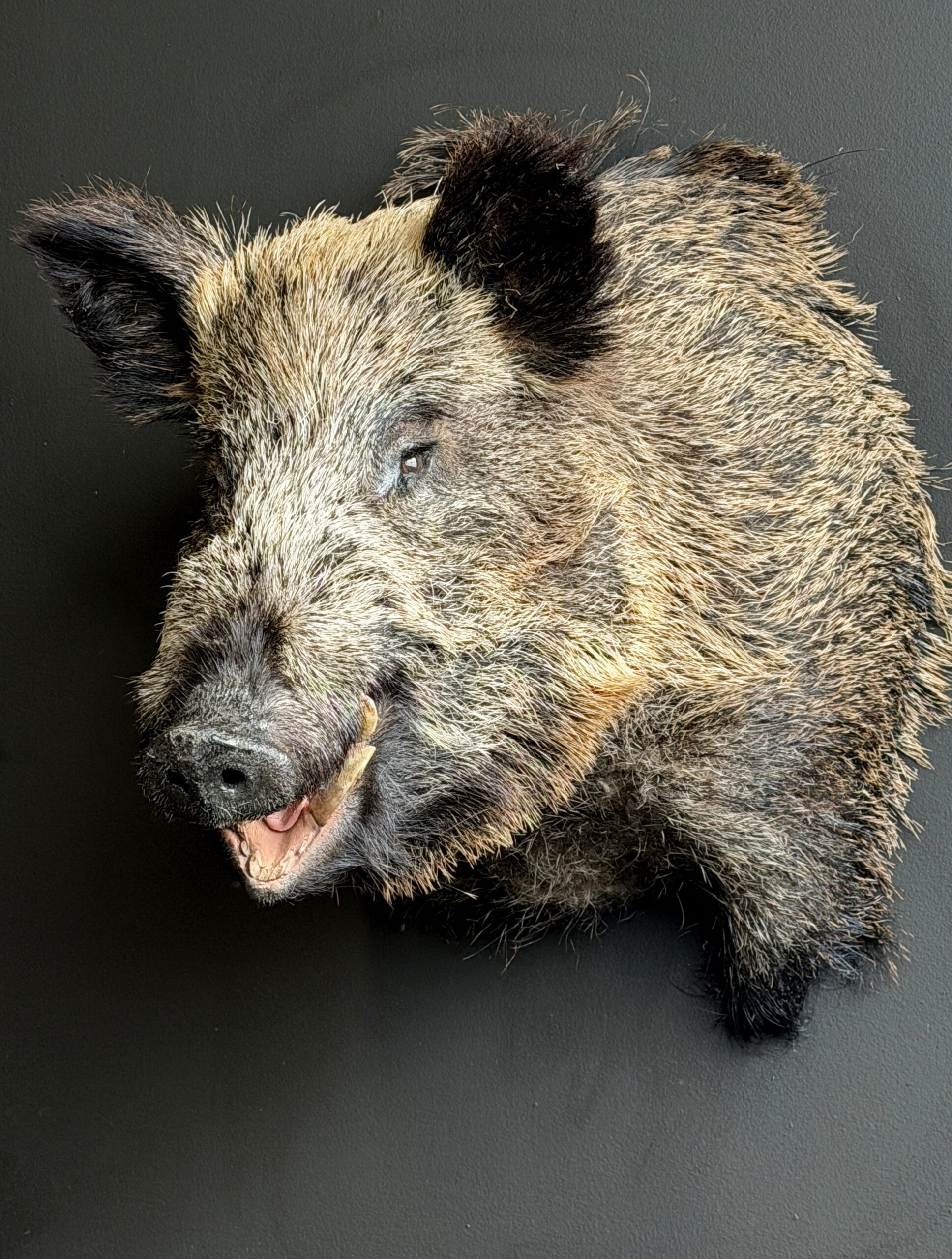 Opgezette zwijnenkop