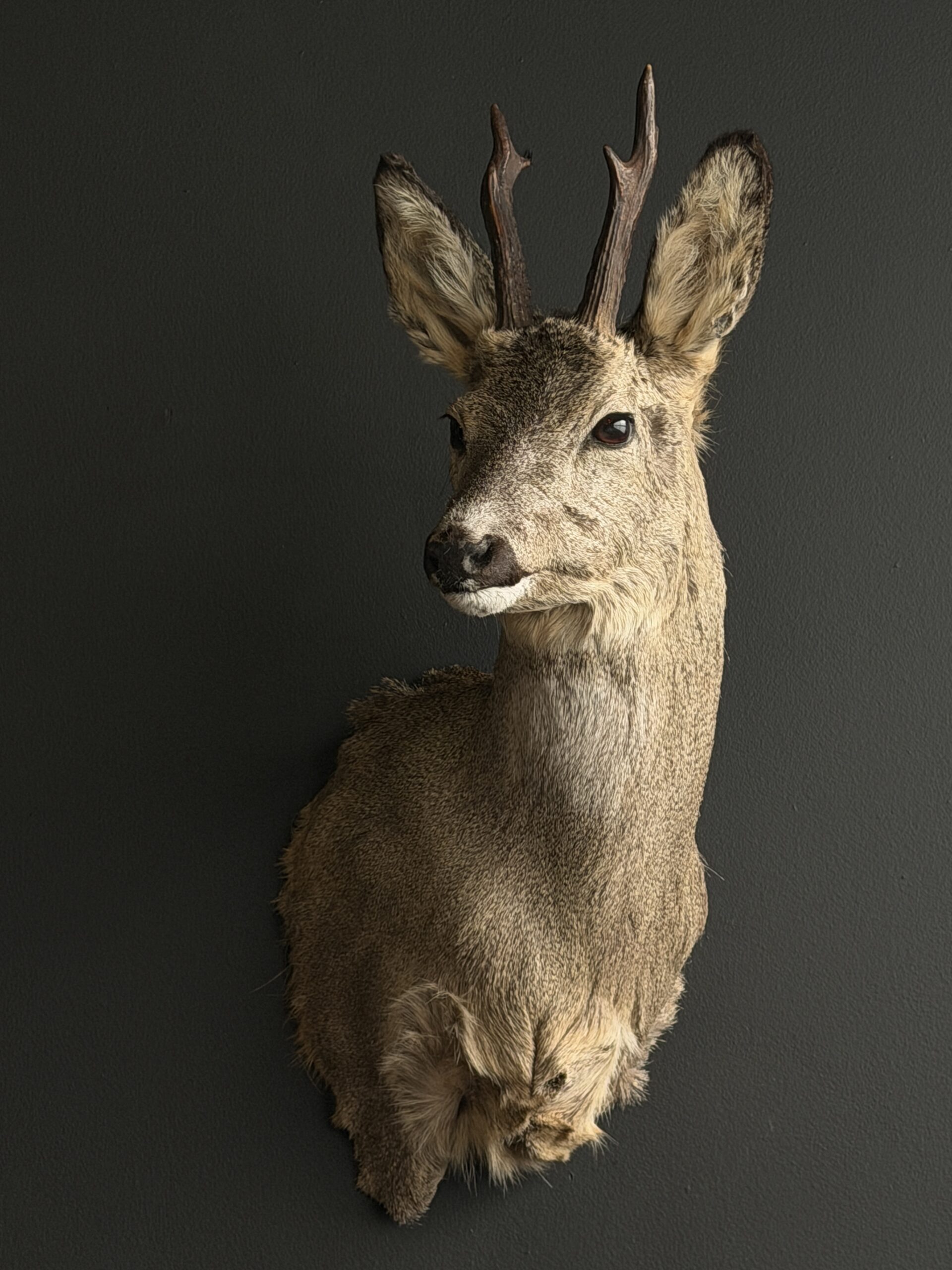 Opgezette reebok kop