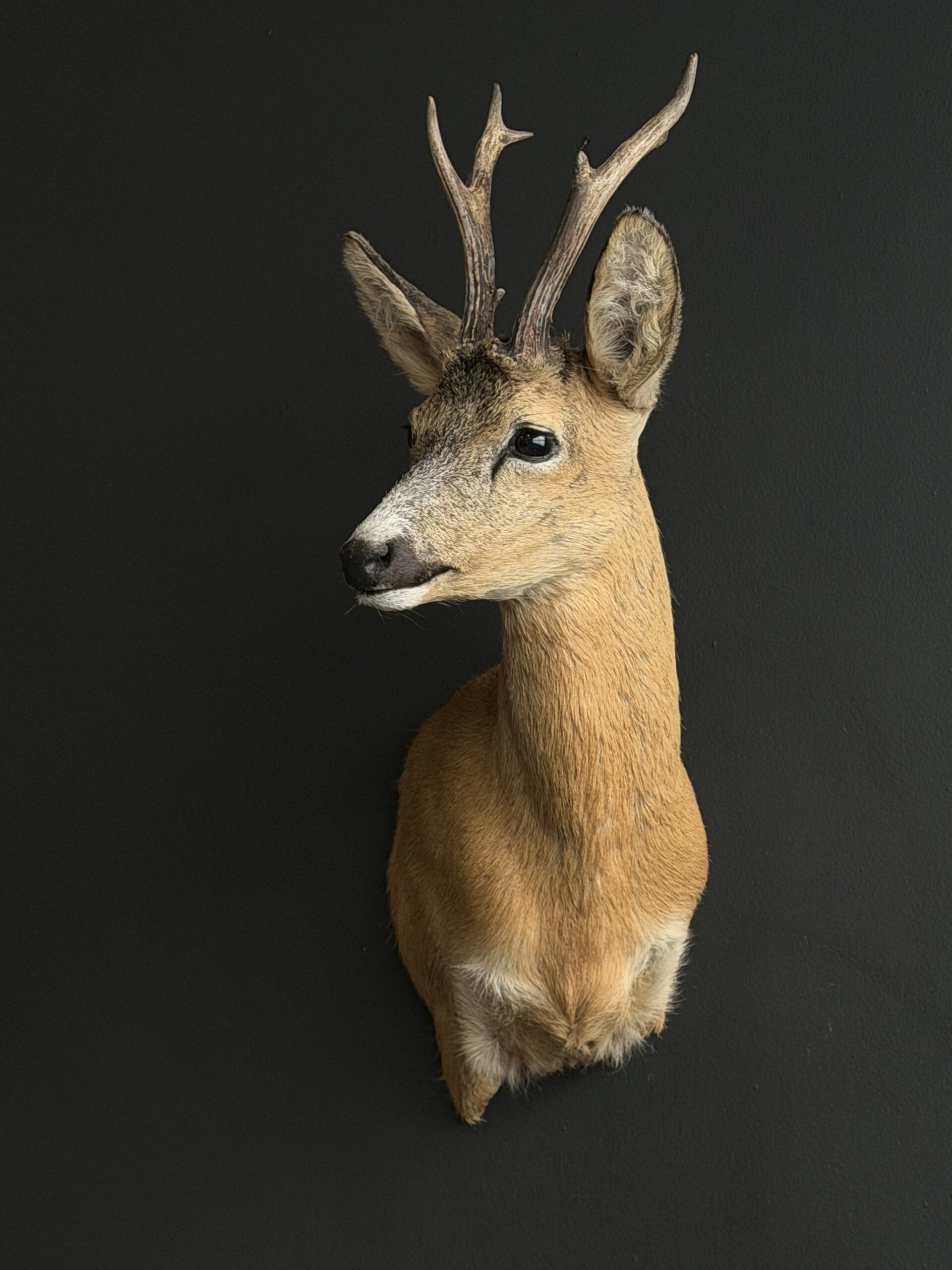 Opgezette reebok kop