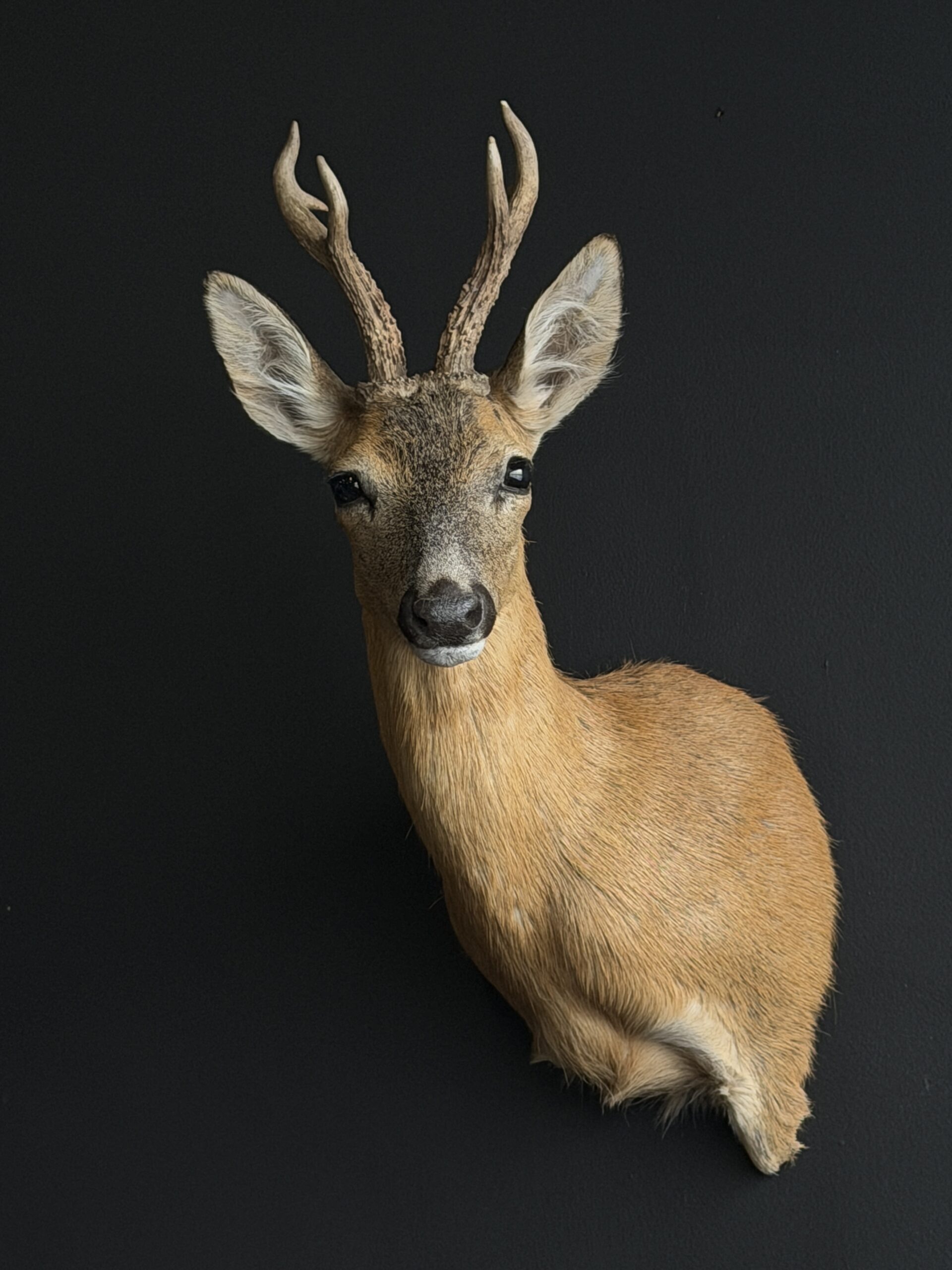 Opgezette reebok kop