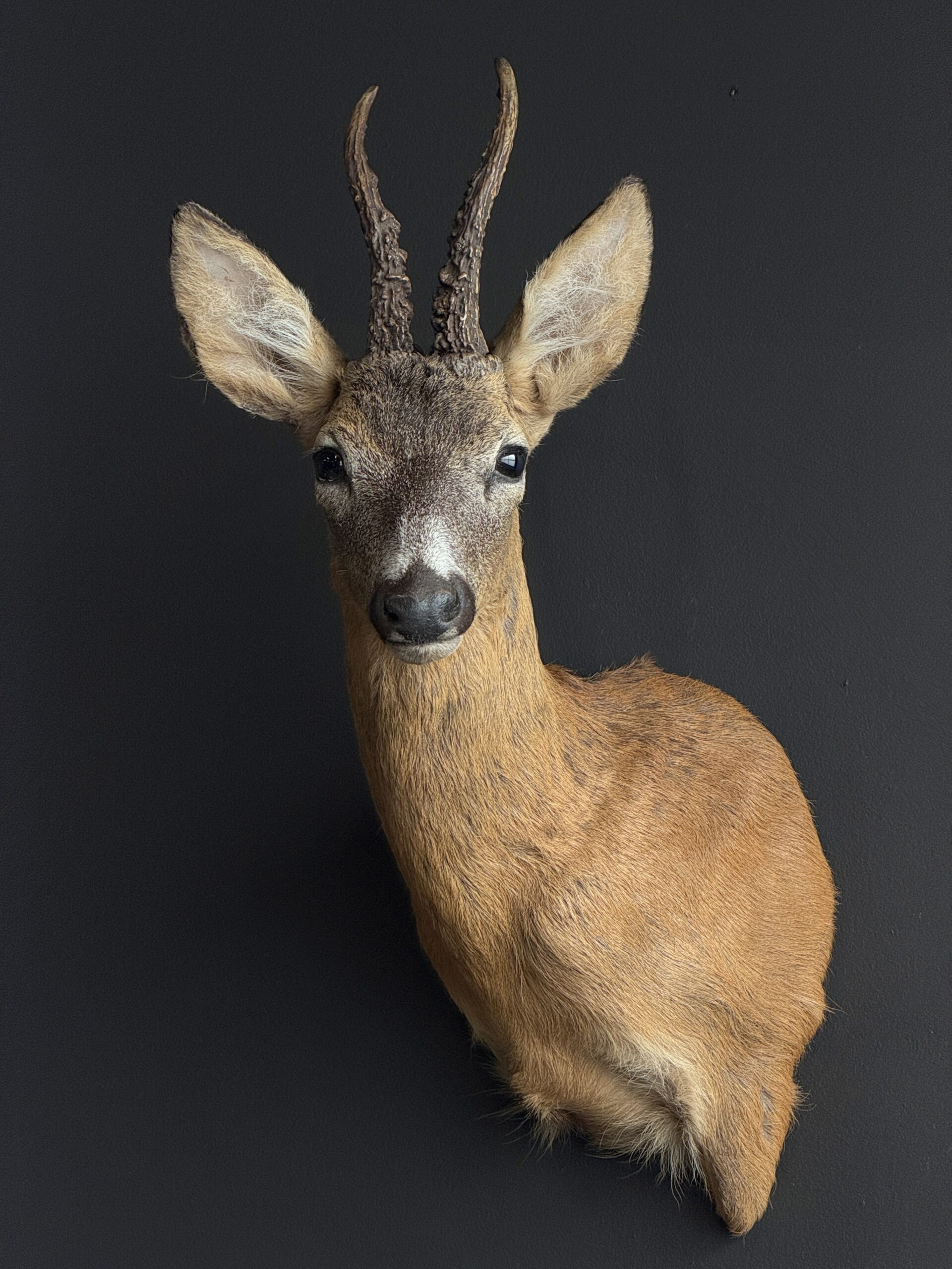 Opgezette reebok kop