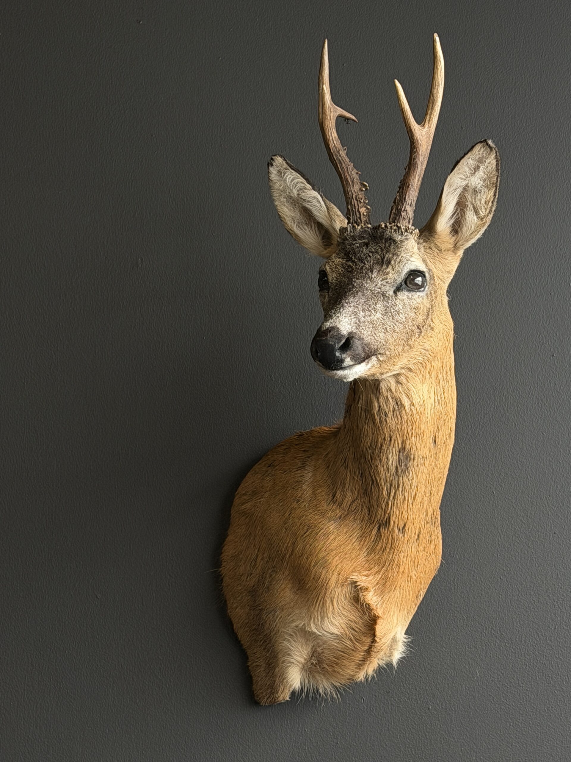 Opgezette reebok kop