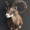 Opgezette moeflon kop