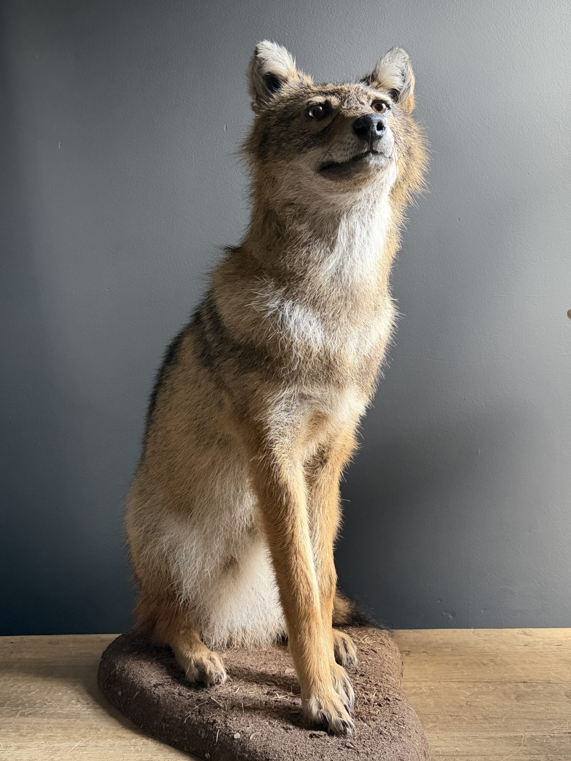 Opgezette goudjakhals