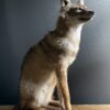 Opgezette goudjakhals Opgezette goudjakhals