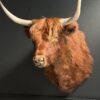Opgezette Schotse hooglander