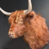 Opgezette Schotse hooglander Opgezette Schotse hooglander