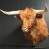 Opgezette Schotse hooglander