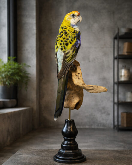 Opgezette parkiet Opgezette parkiet