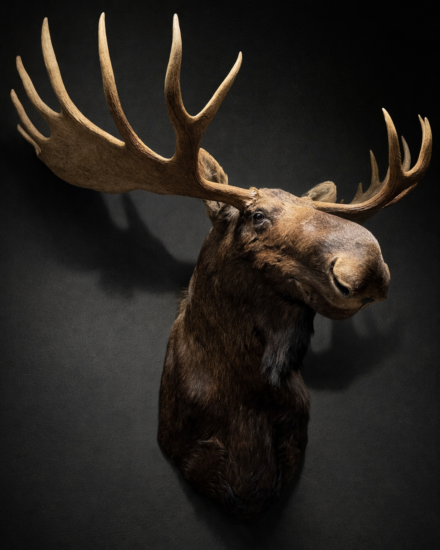 candian moose taxidermy