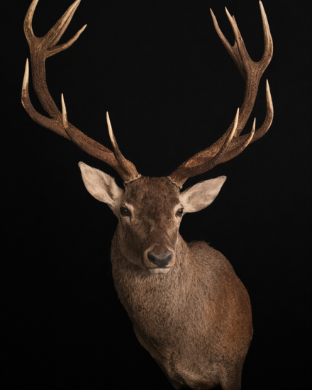 grote opgezette hertenkop