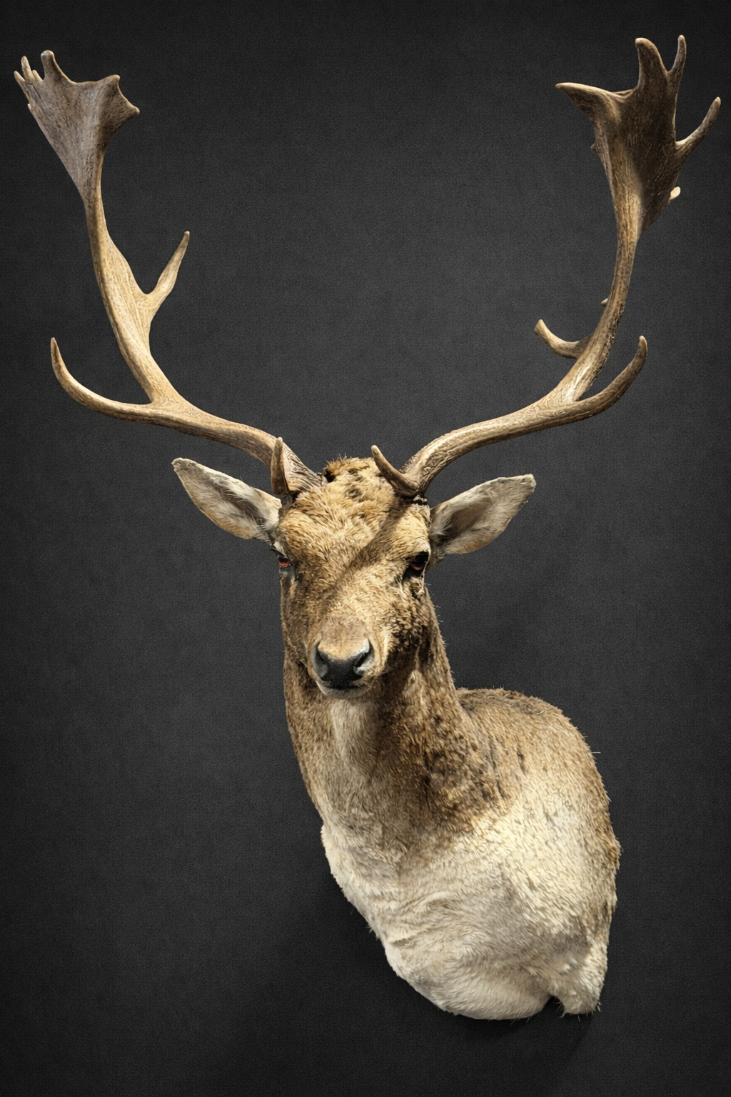 Opgezet damhert Opgezet damhert