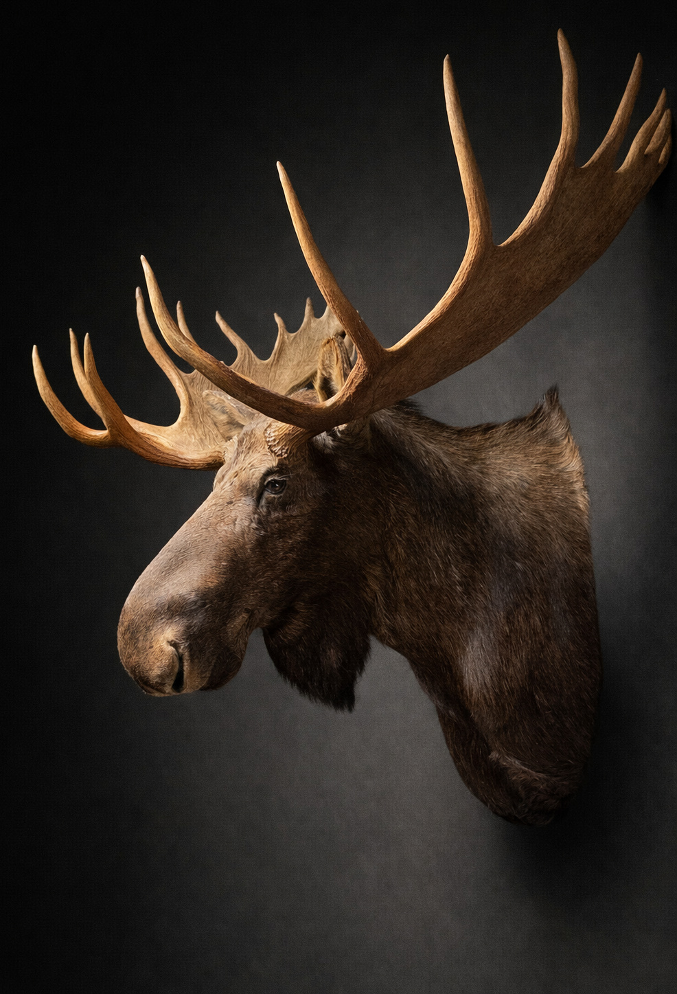 Opgezette kop van een Canadese eland