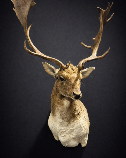 opgezet damhert opgezet damhert