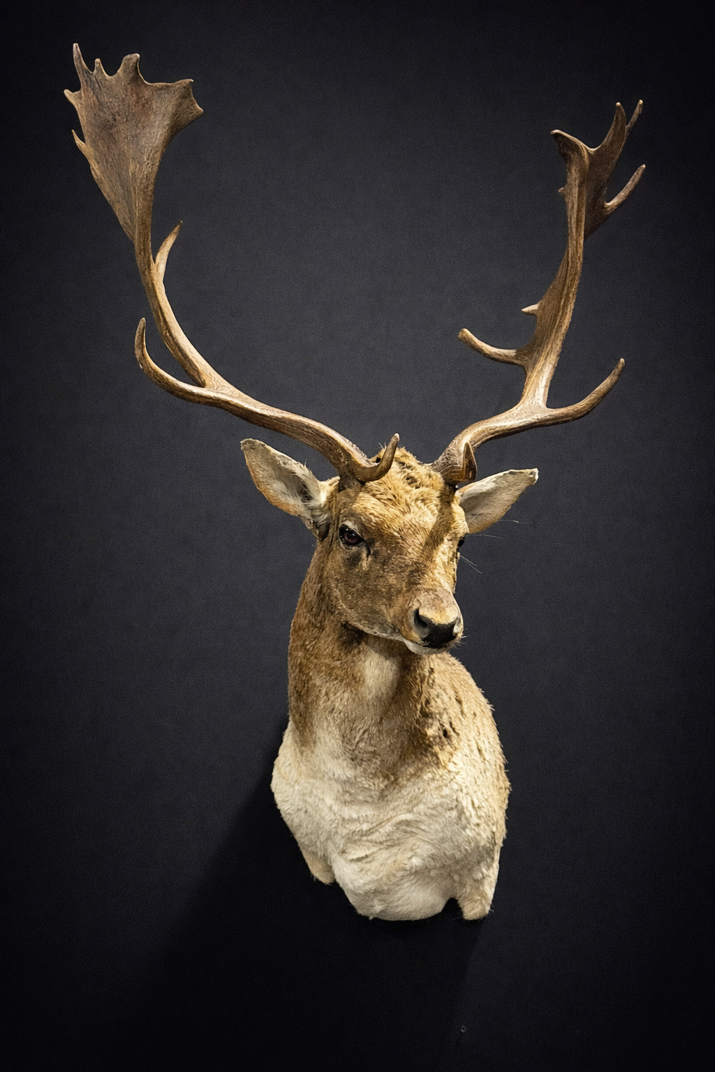 Opgezet damhert Opgezet damhert