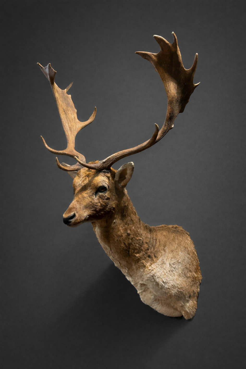 Opgezet damhert Opgezet damhert