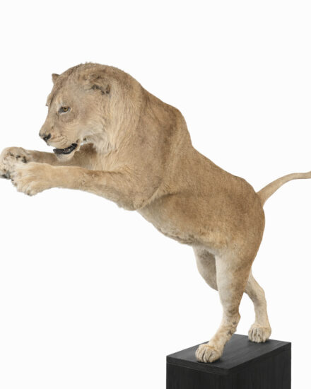 opgezette springende leeuw opgezette springende leeuw