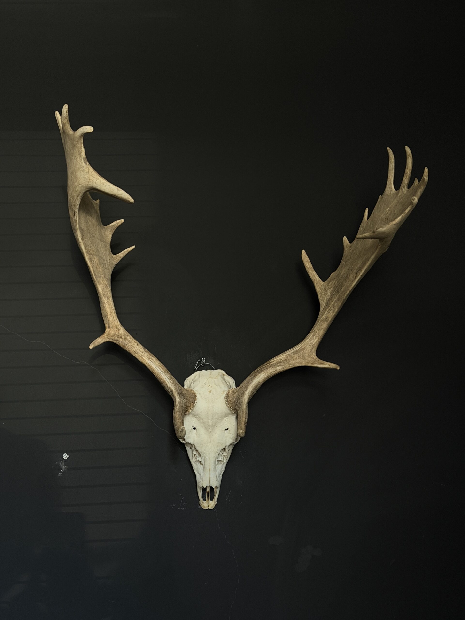 Damhert gewei Damhert gewei