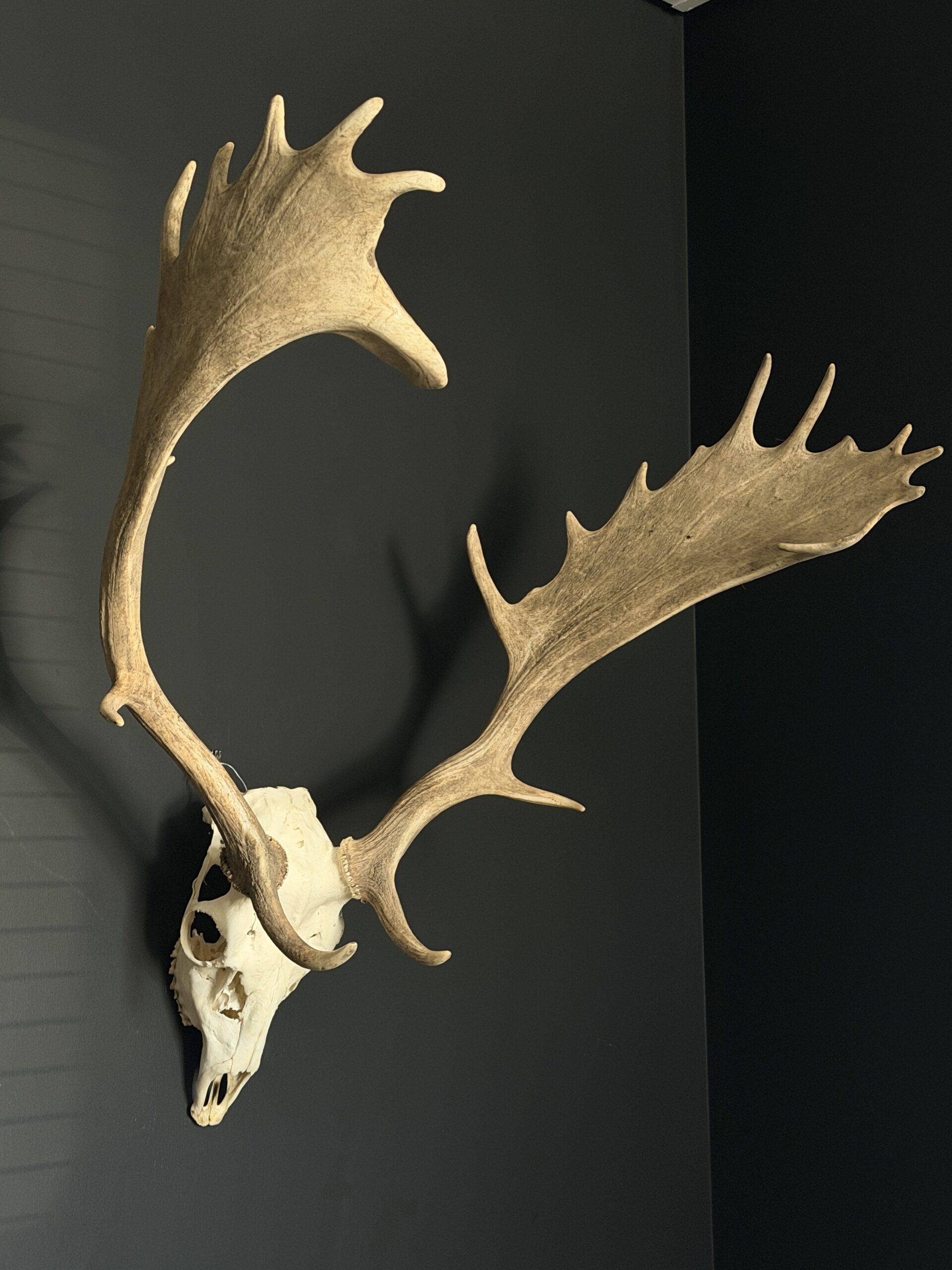 Damhert gewei Damhert gewei