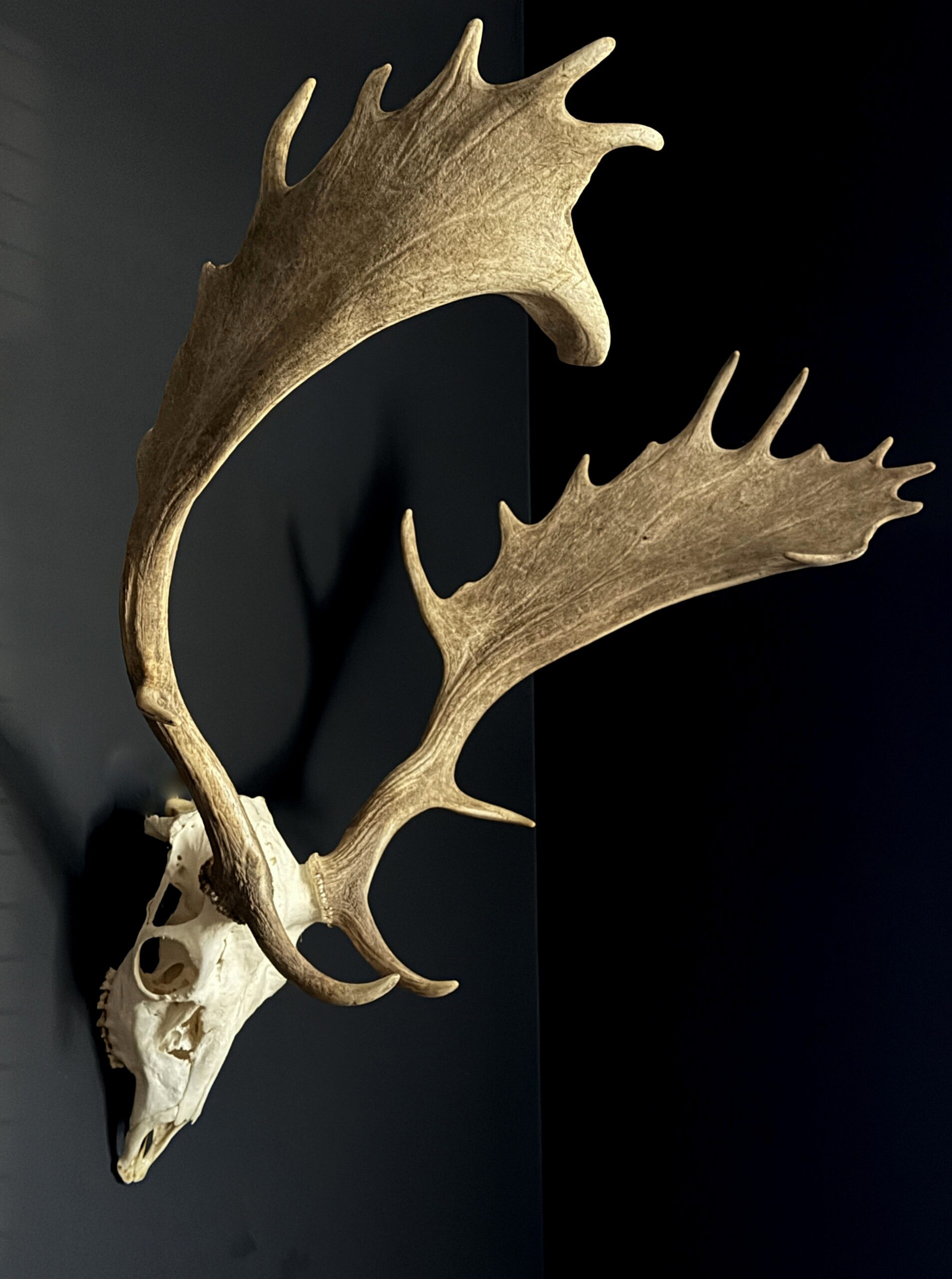 Damhert gewei Damhert gewei