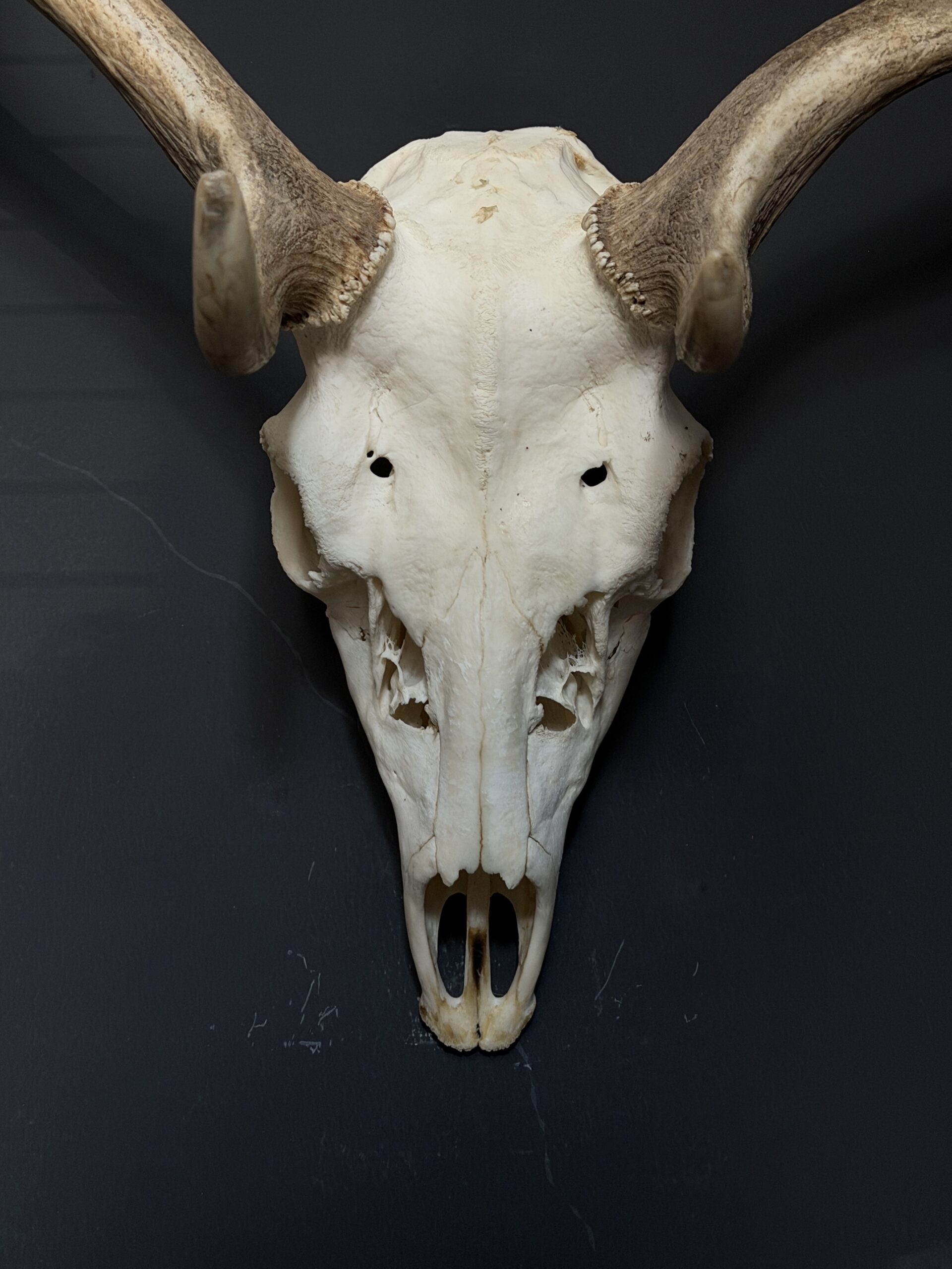 Damhert gewei Damhert gewei