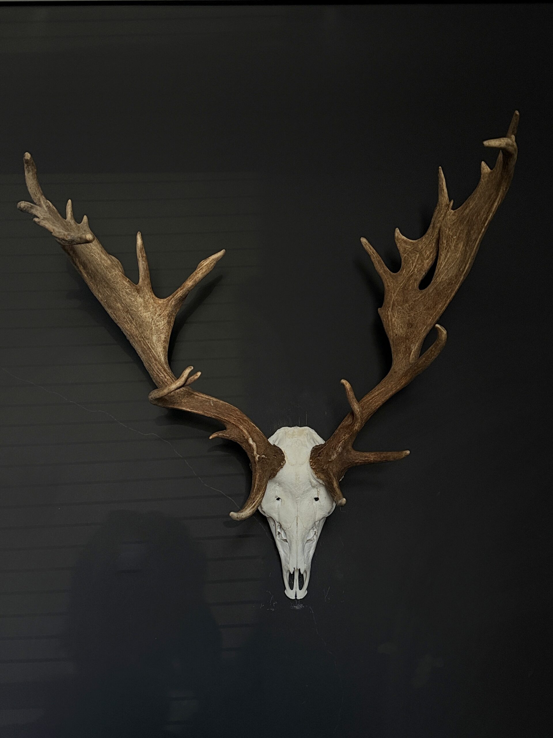 Damhert gewei XXL Damhert gewei XXL