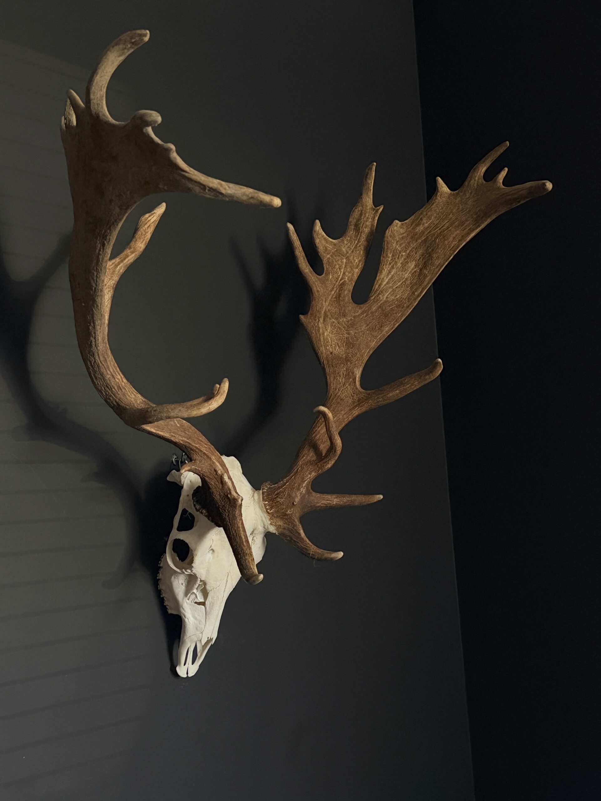 Damhert gewei XXL Damhert gewei XXL