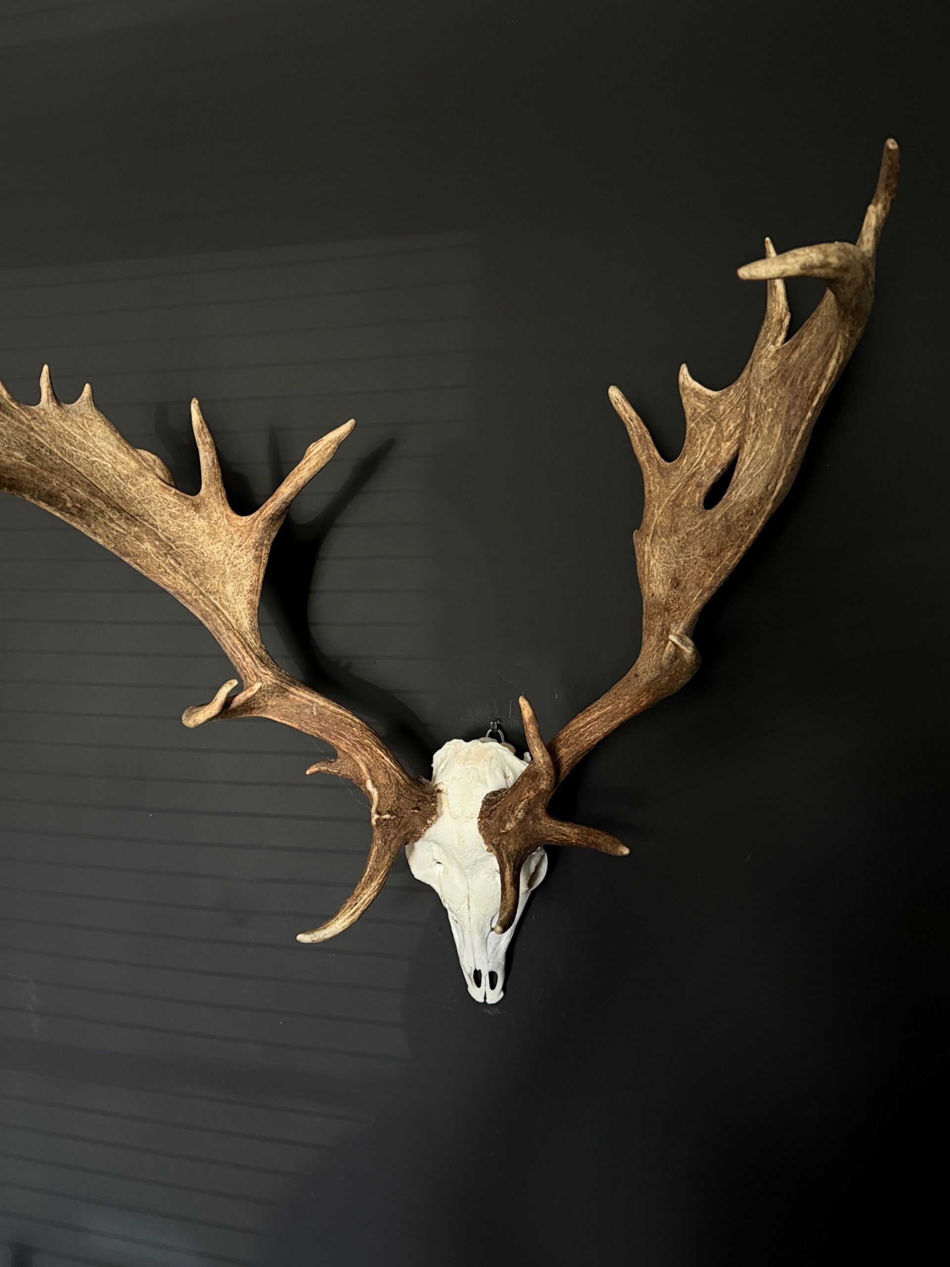 Damhert gewei XXL Damhert gewei XXL