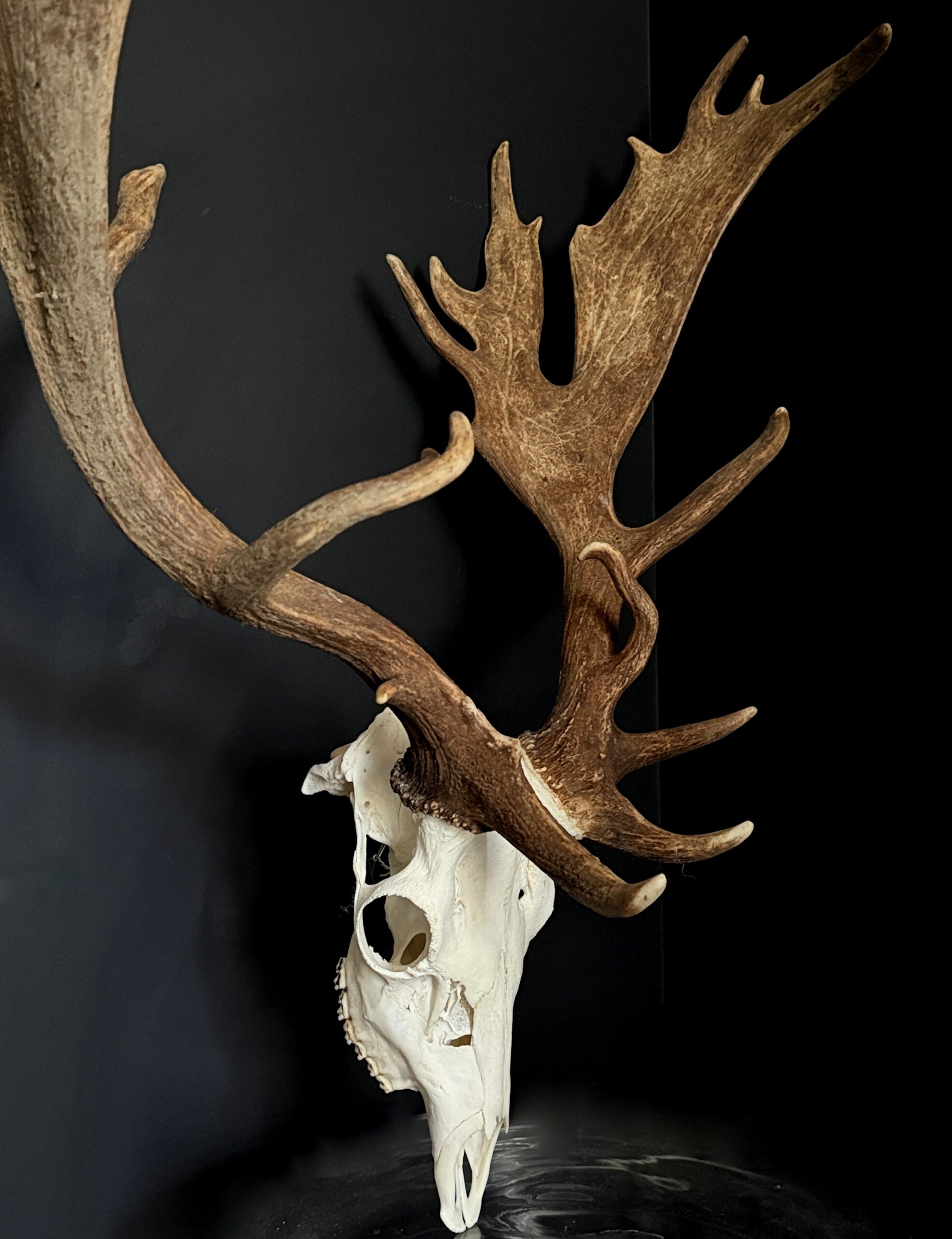 Damhert gewei XXL Damhert gewei XXL