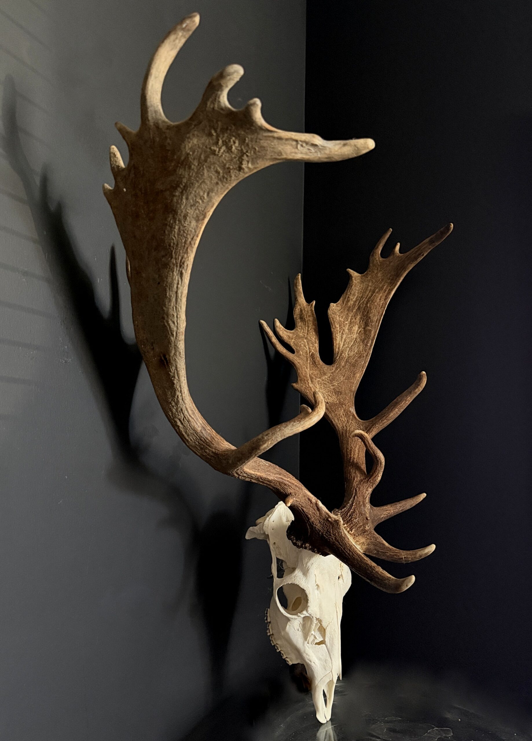 Damhert gewei XXL Damhert gewei XXL