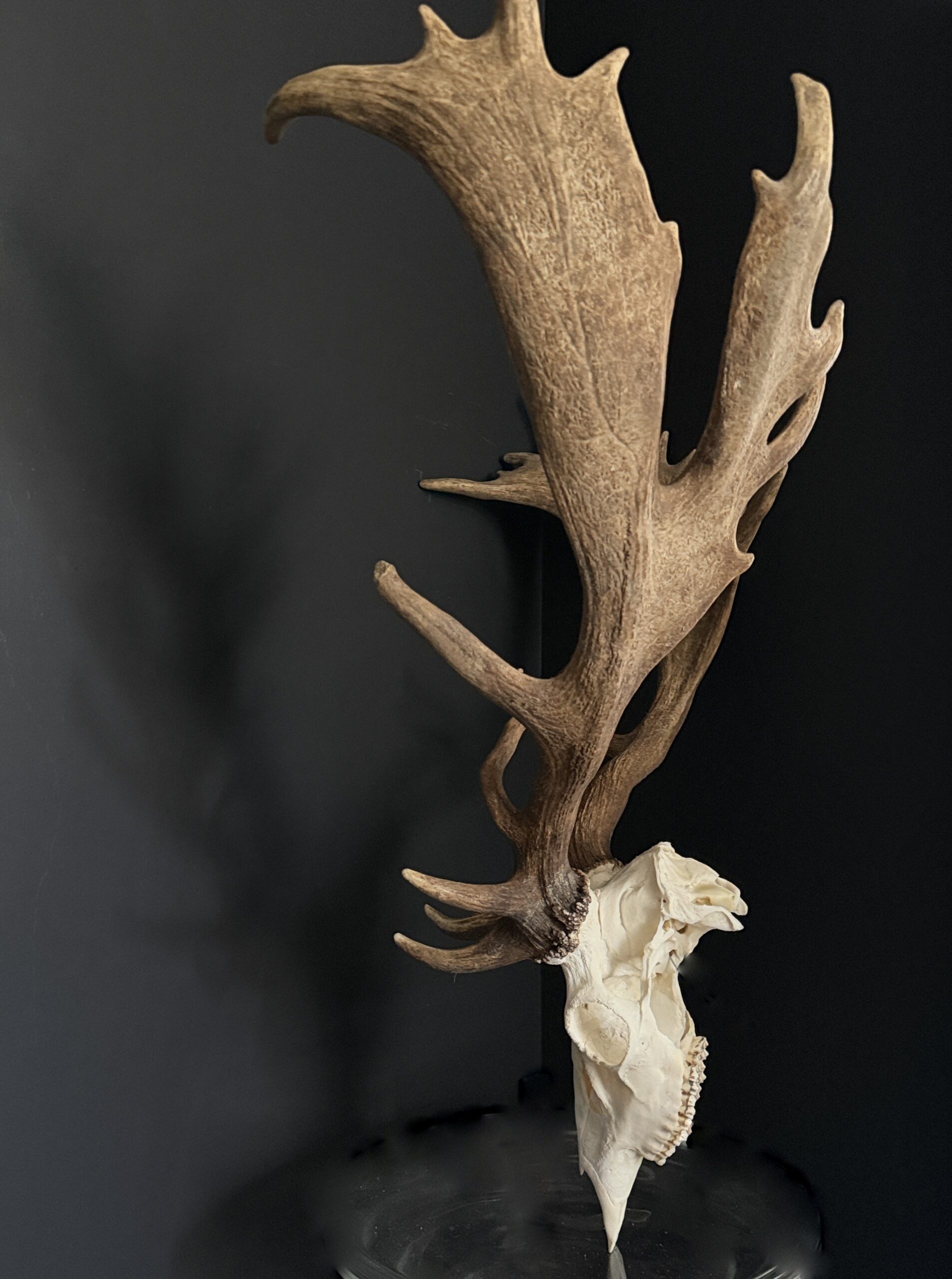 Damhert gewei XXL Damhert gewei XXL