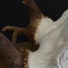 Damhert gewei XXL Damhert gewei XXL