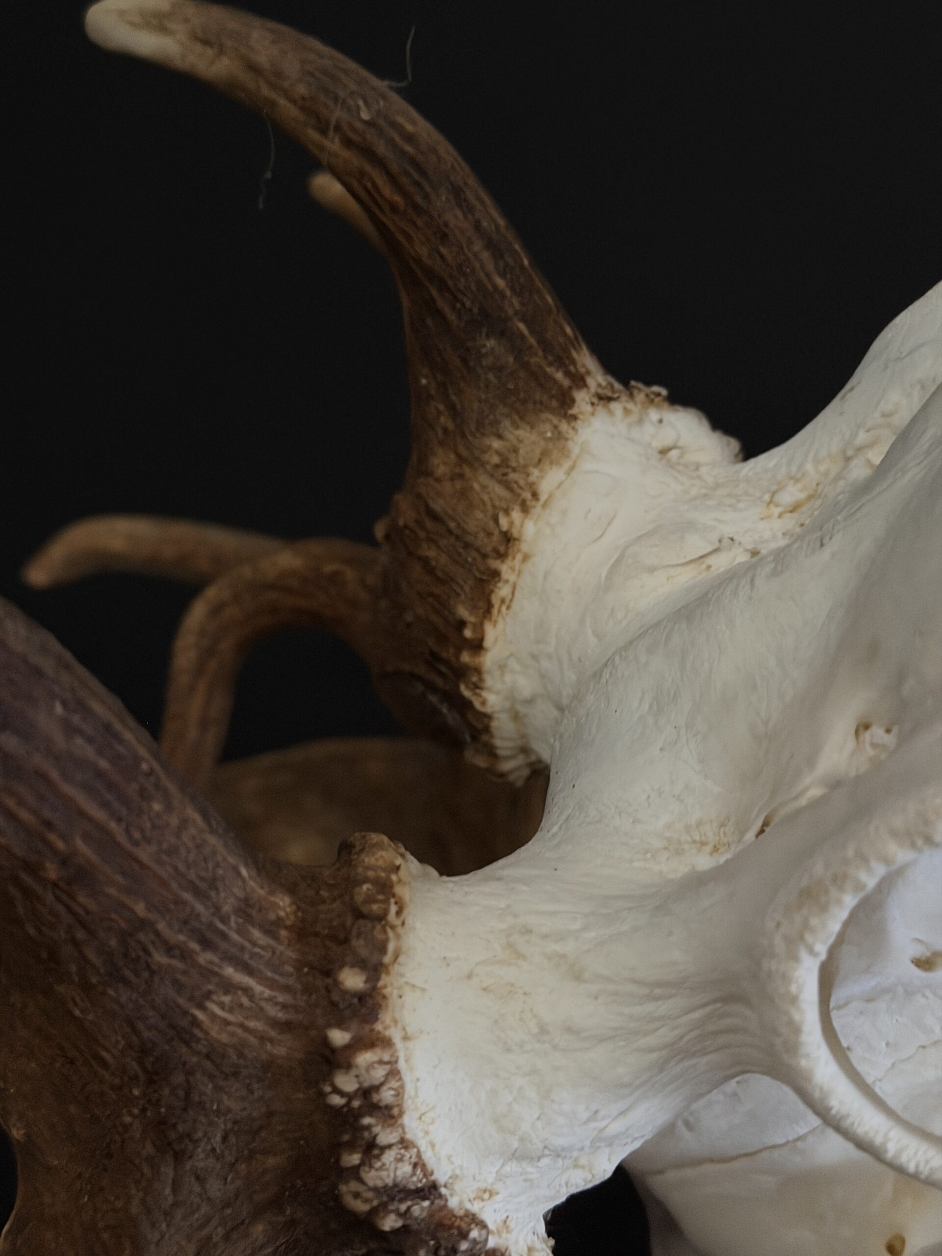 Damhert gewei XXL Damhert gewei XXL