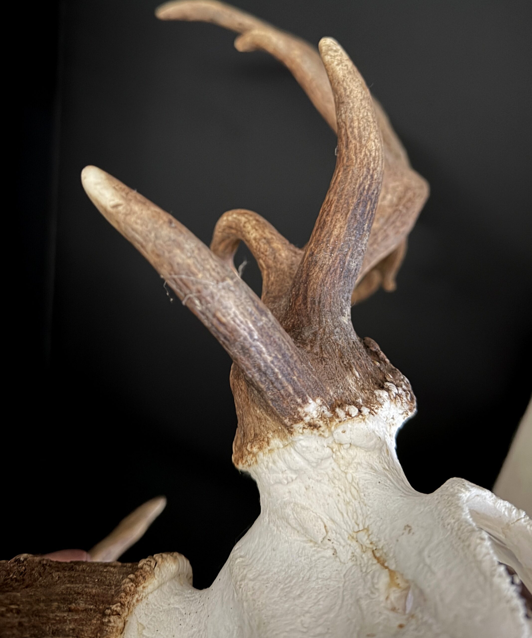 Damhert gewei XXL Damhert gewei XXL