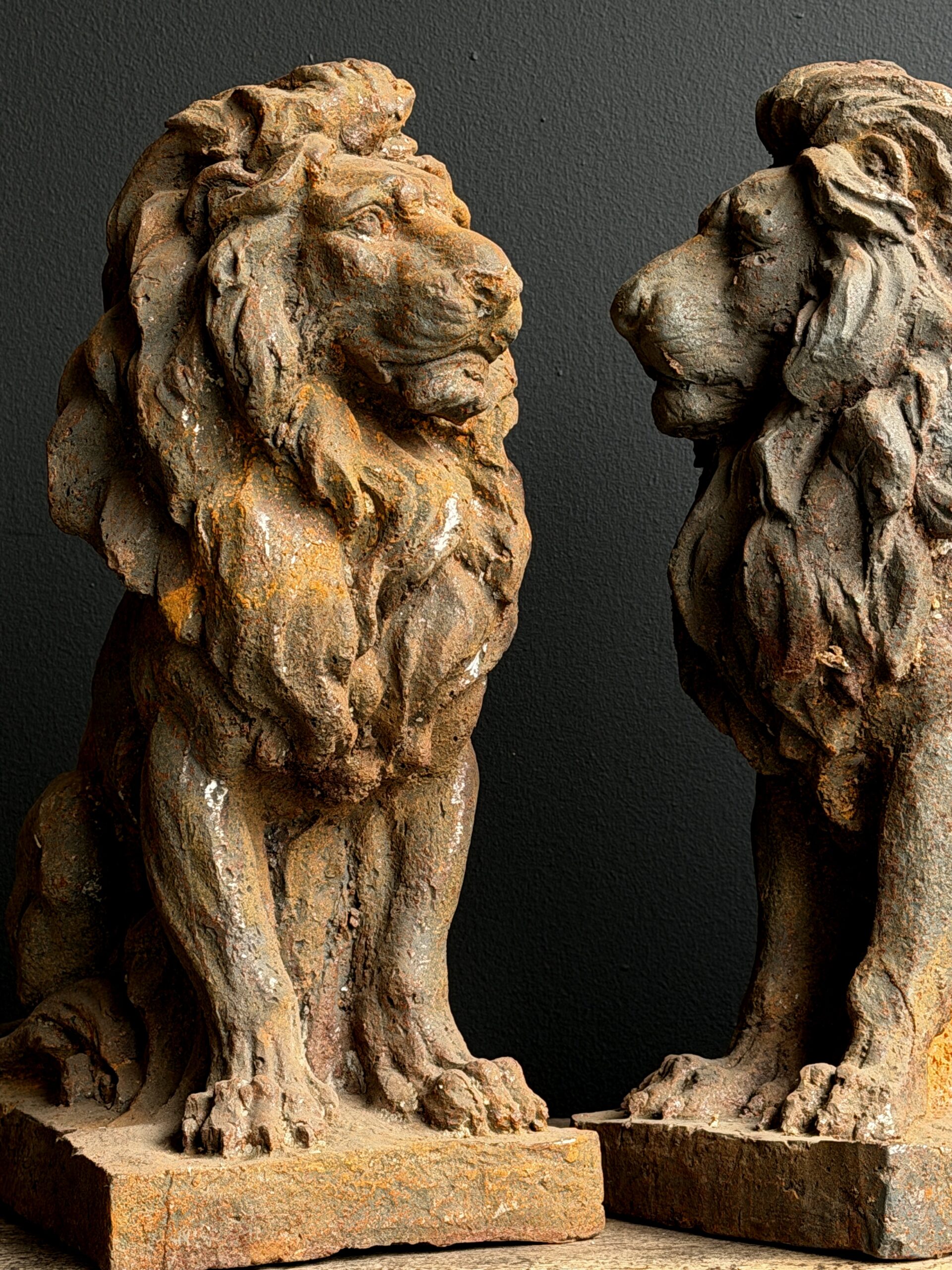 Set leeuwen beelden.