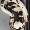 Hondenmand van koehuid