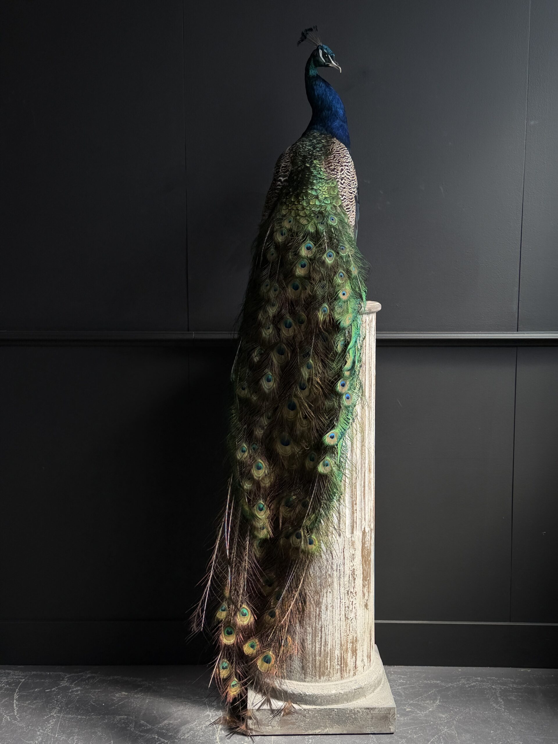 Opgezette pauw Opgezette pauw