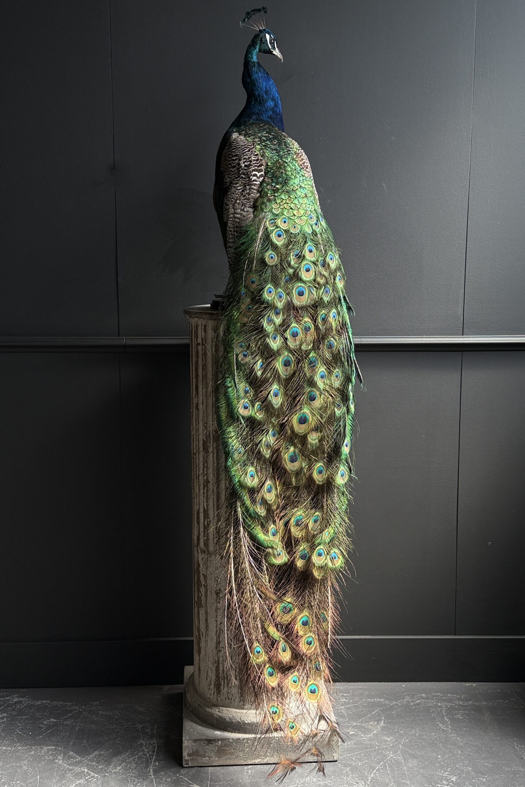 Opgezette pauw Opgezette pauw