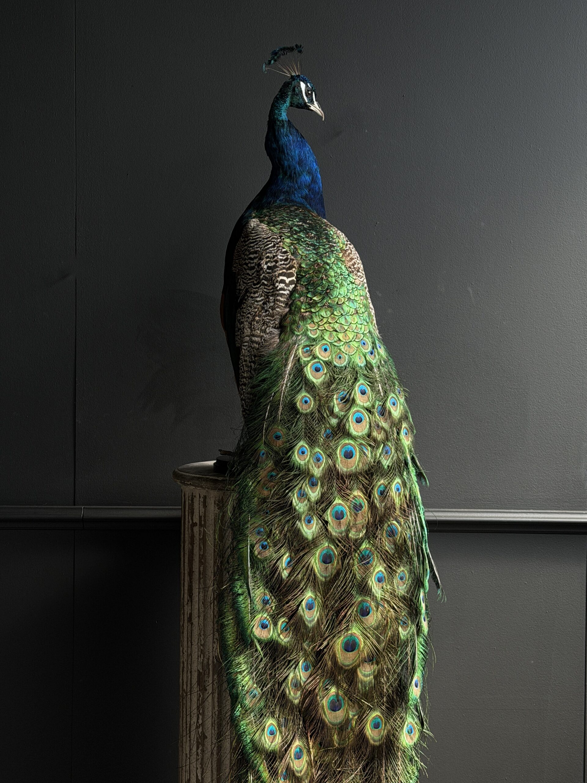 Opgezette pauw Opgezette pauw