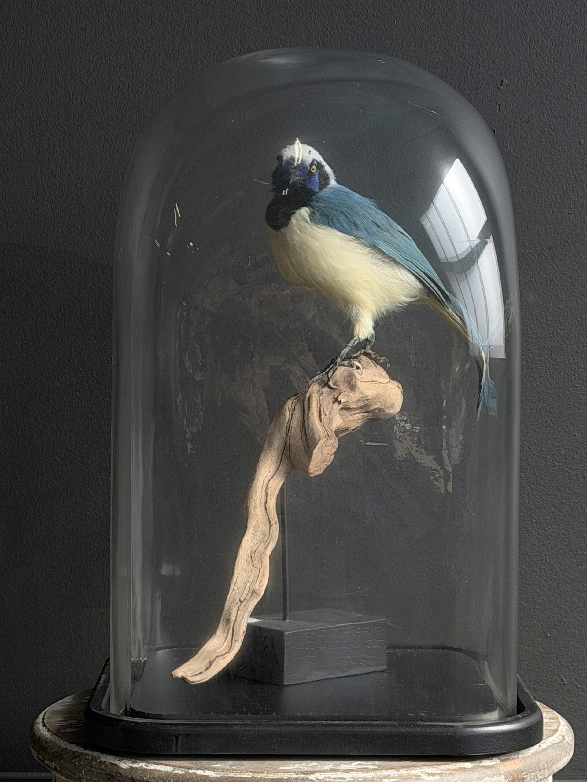 glazen stolp glazen stolp