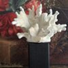 Decoratief koraal