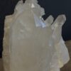 Replica koraal tak