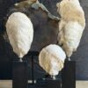 Oesterschelpen sculpturen