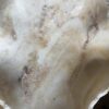 Onyx schaal Onyx schaal