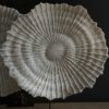 Koraal sculptuur Koraal sculptuur
