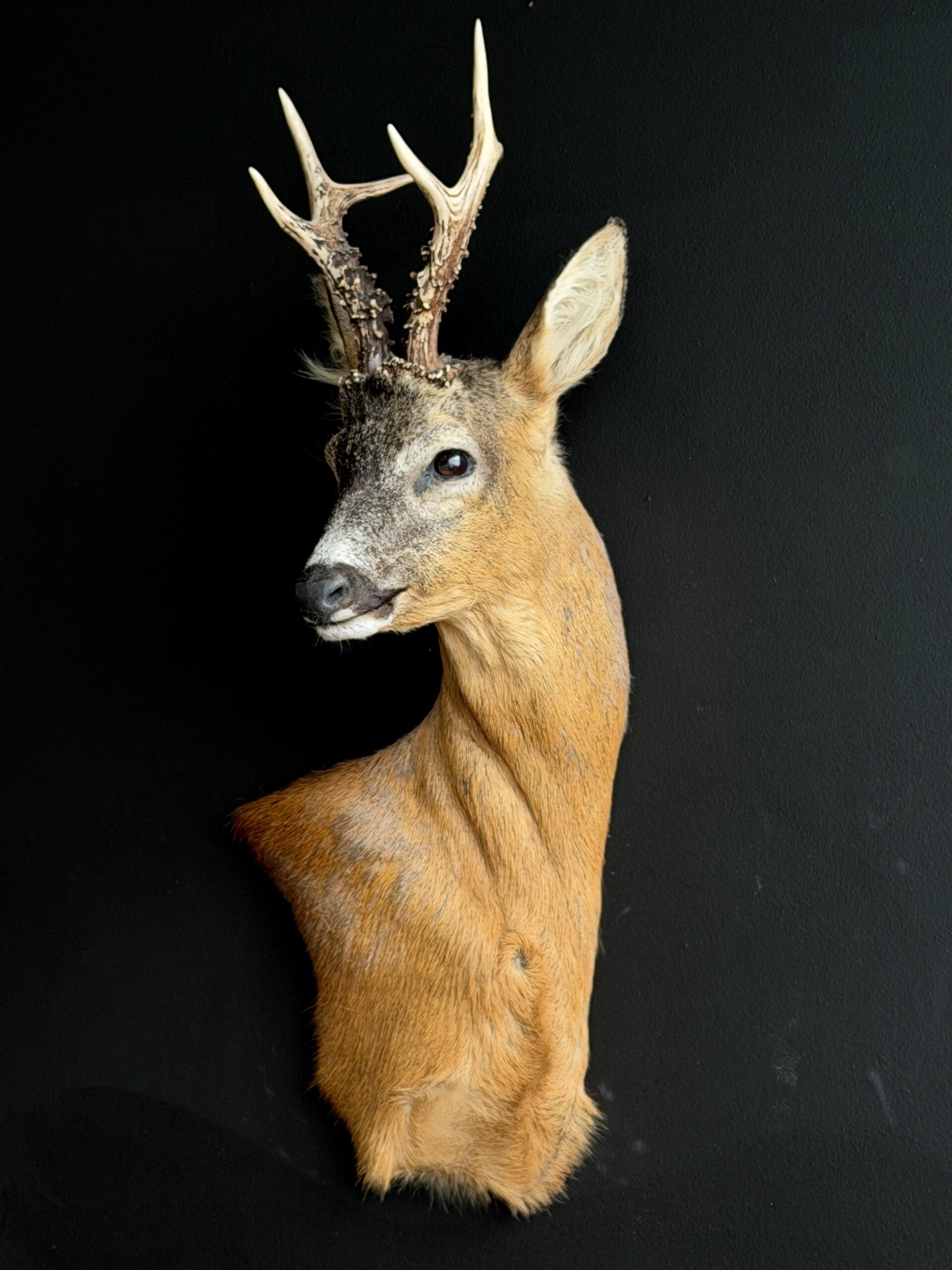 Opgezette reebok kop