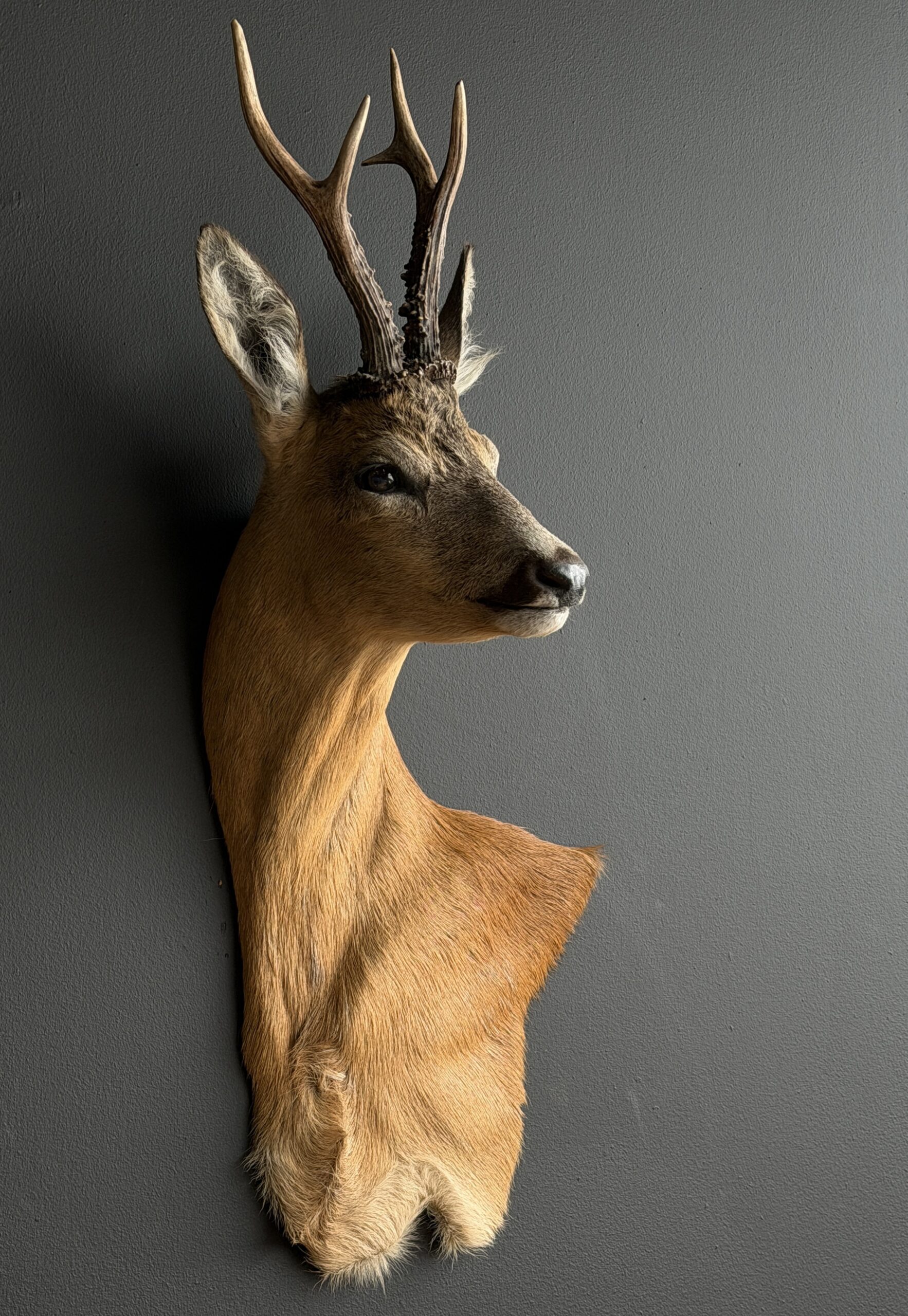 Opgezette reebok kop