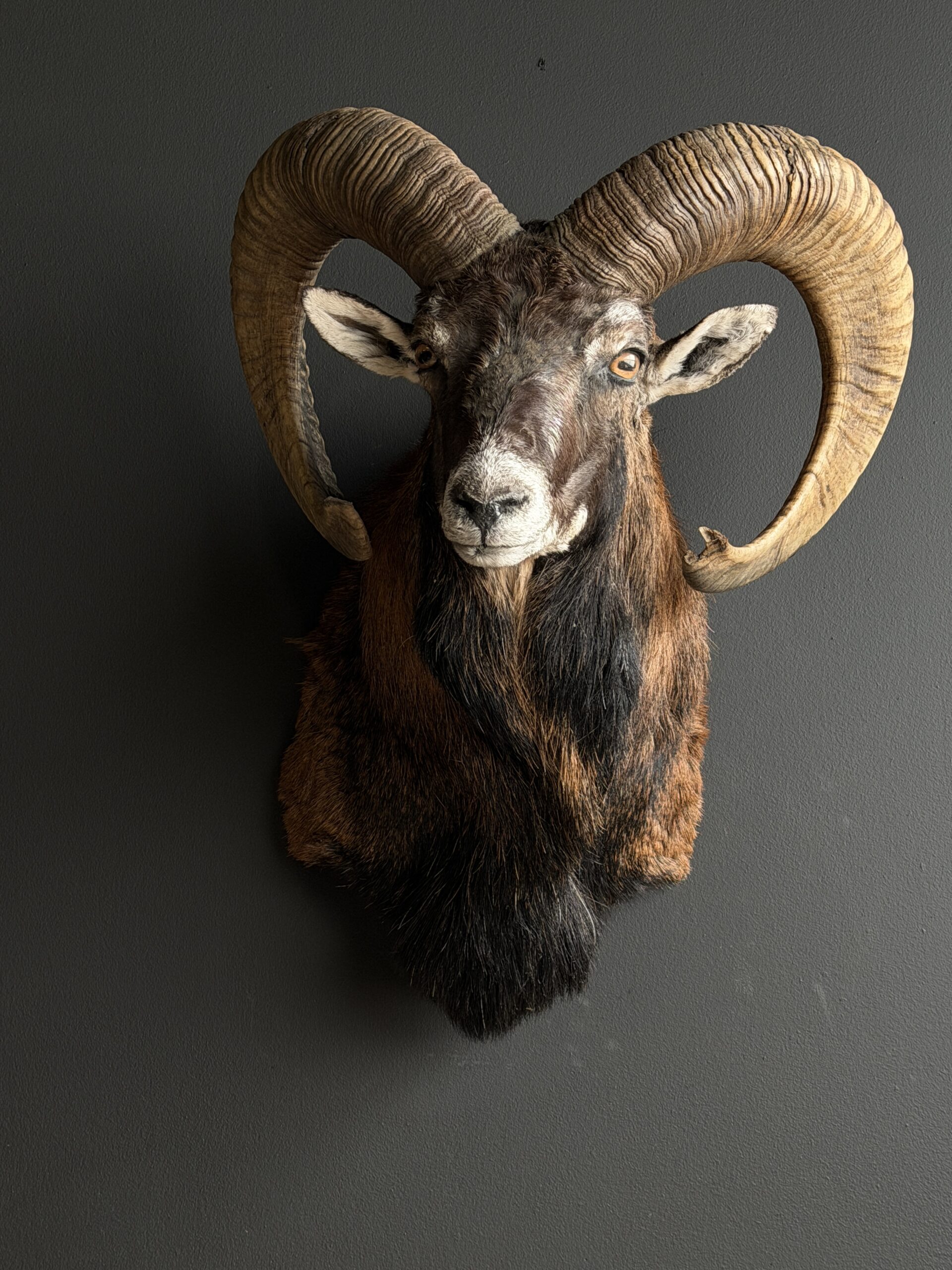 Opgezette moeflon kop