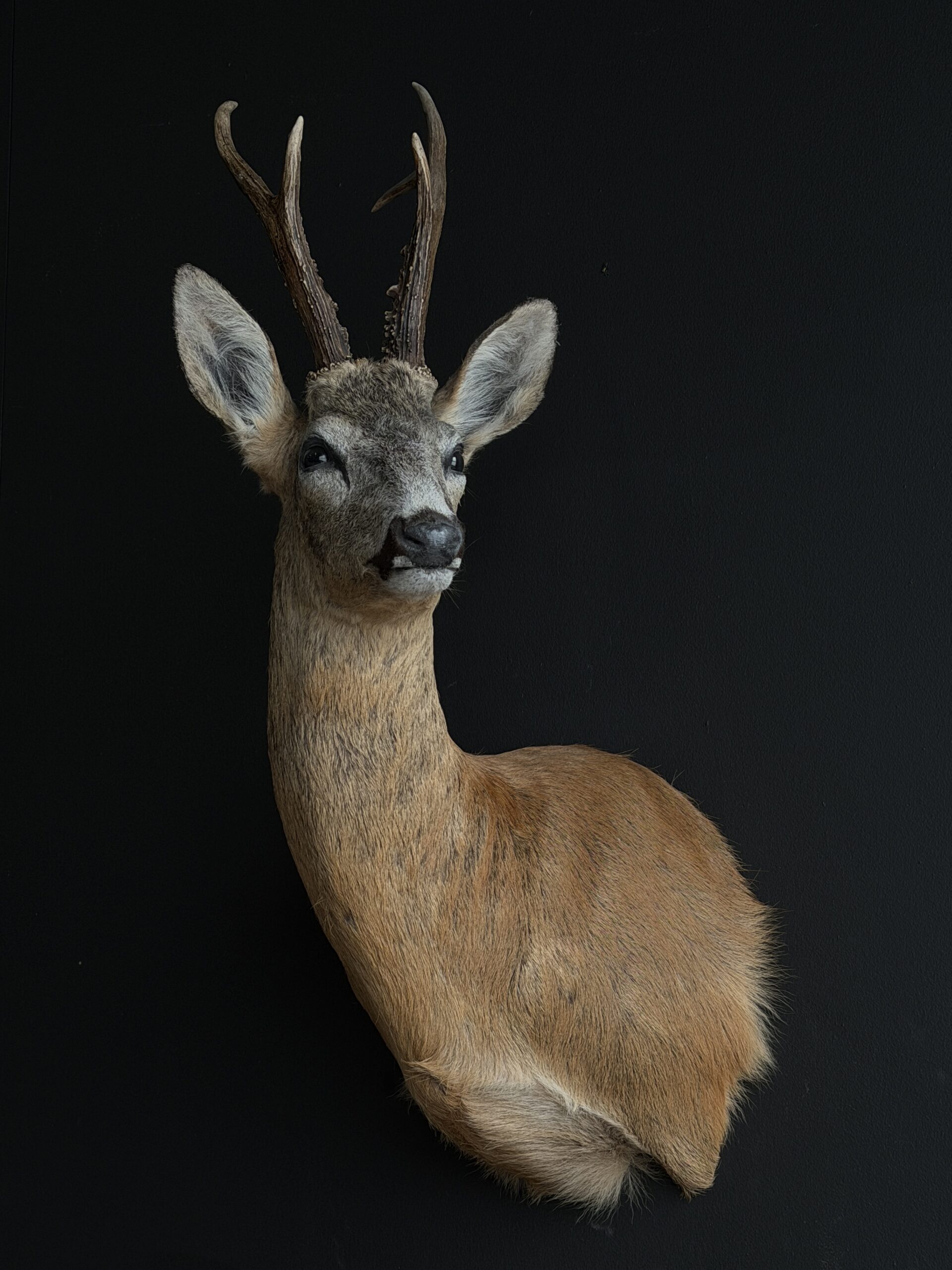 Opgezette reebok kop