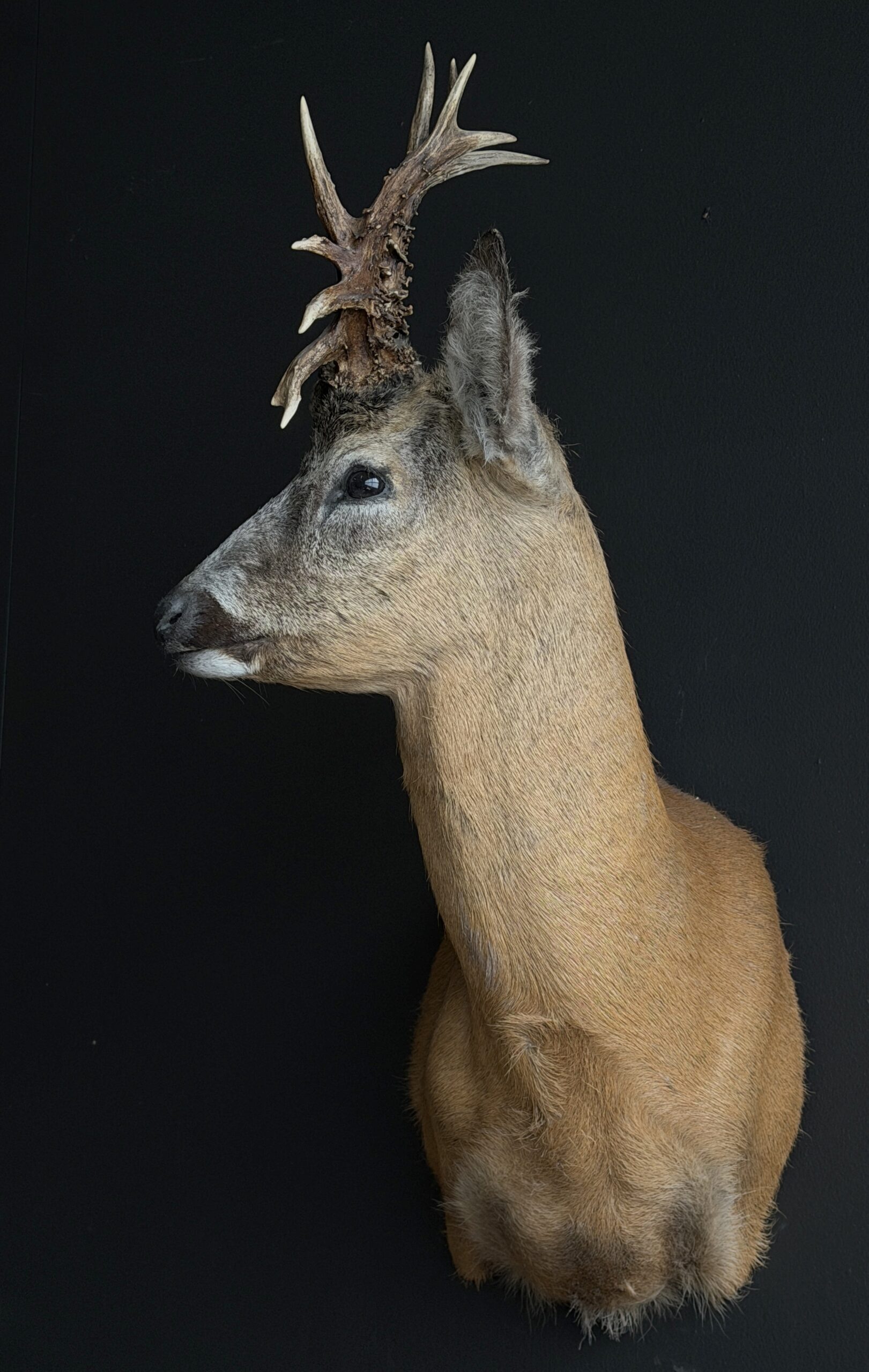 Opgezette reebok kop